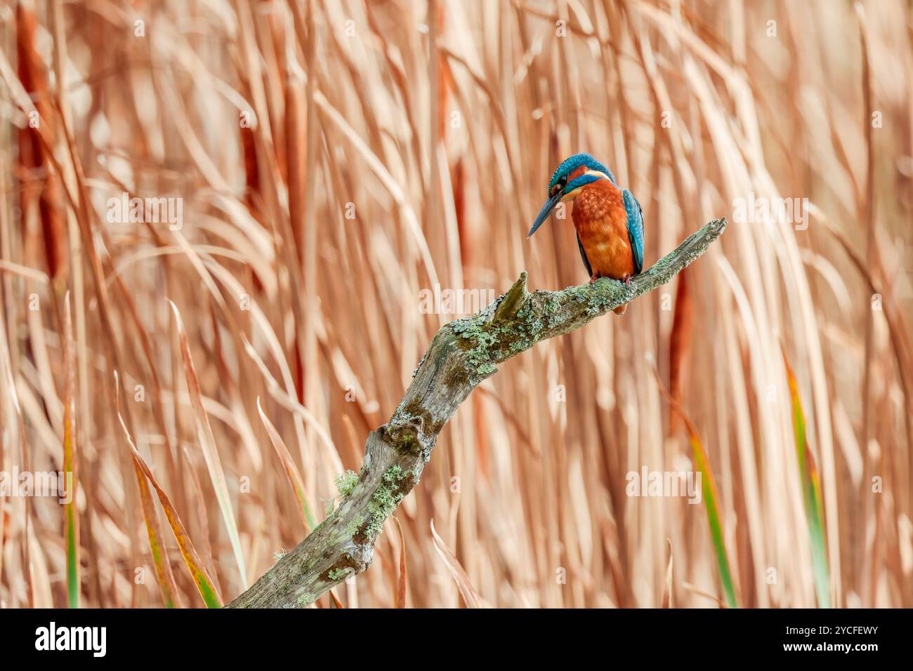 Kingfisher Alcedo atthis, brightly coloured wetland diving bird on perch orange underparts cheeks and legs blue head wings and back black dagger bill Stock Photo