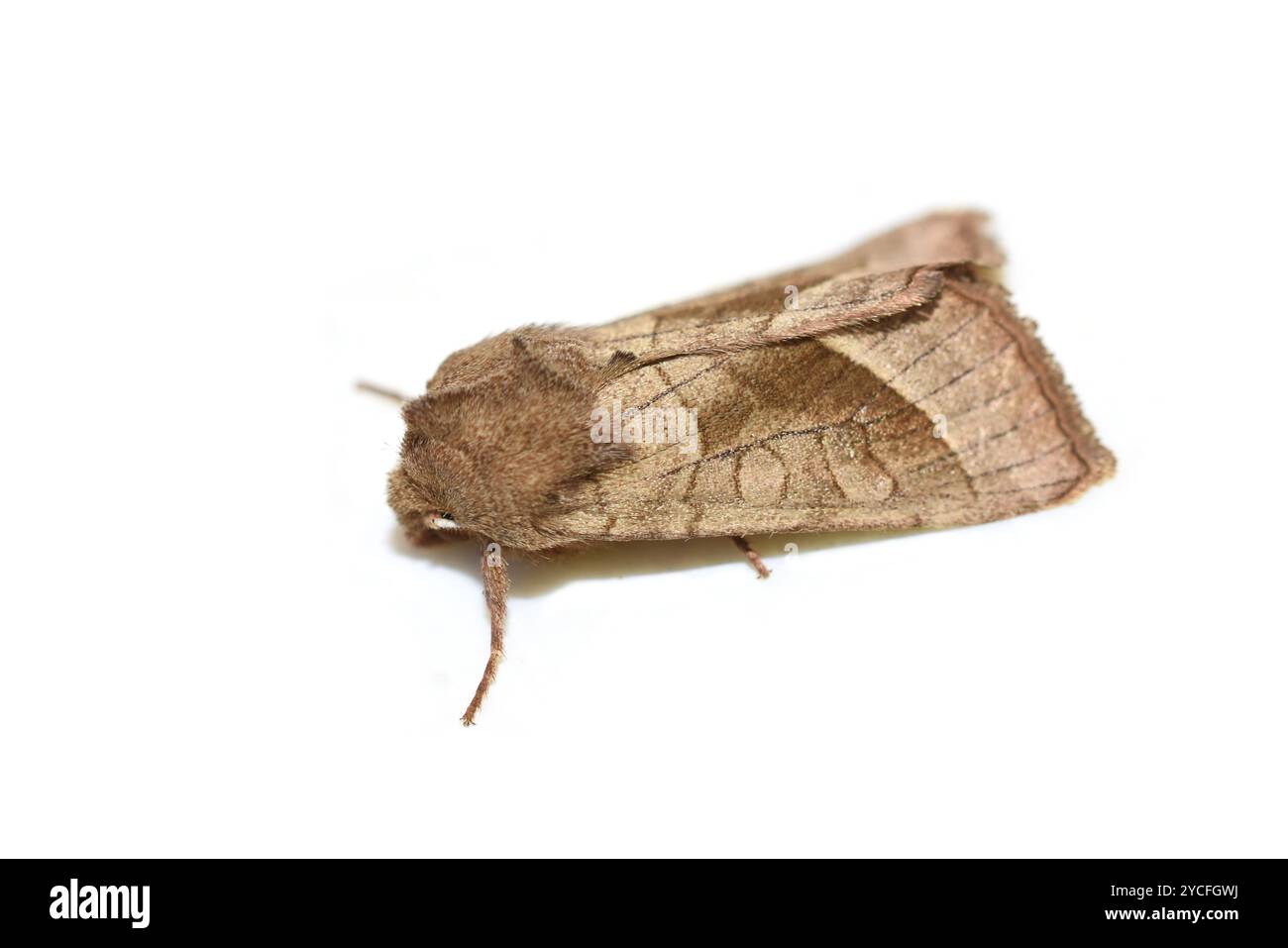 The Rosy rustic moth Hydraecia micacea on white Stock Photo