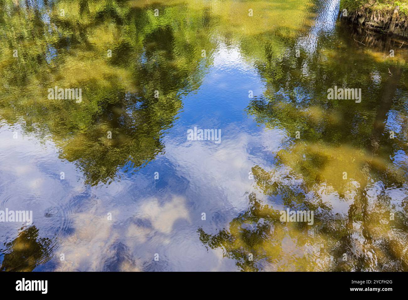 Trees and sky are reflected on the surface of the water Stock Photo - Alamy