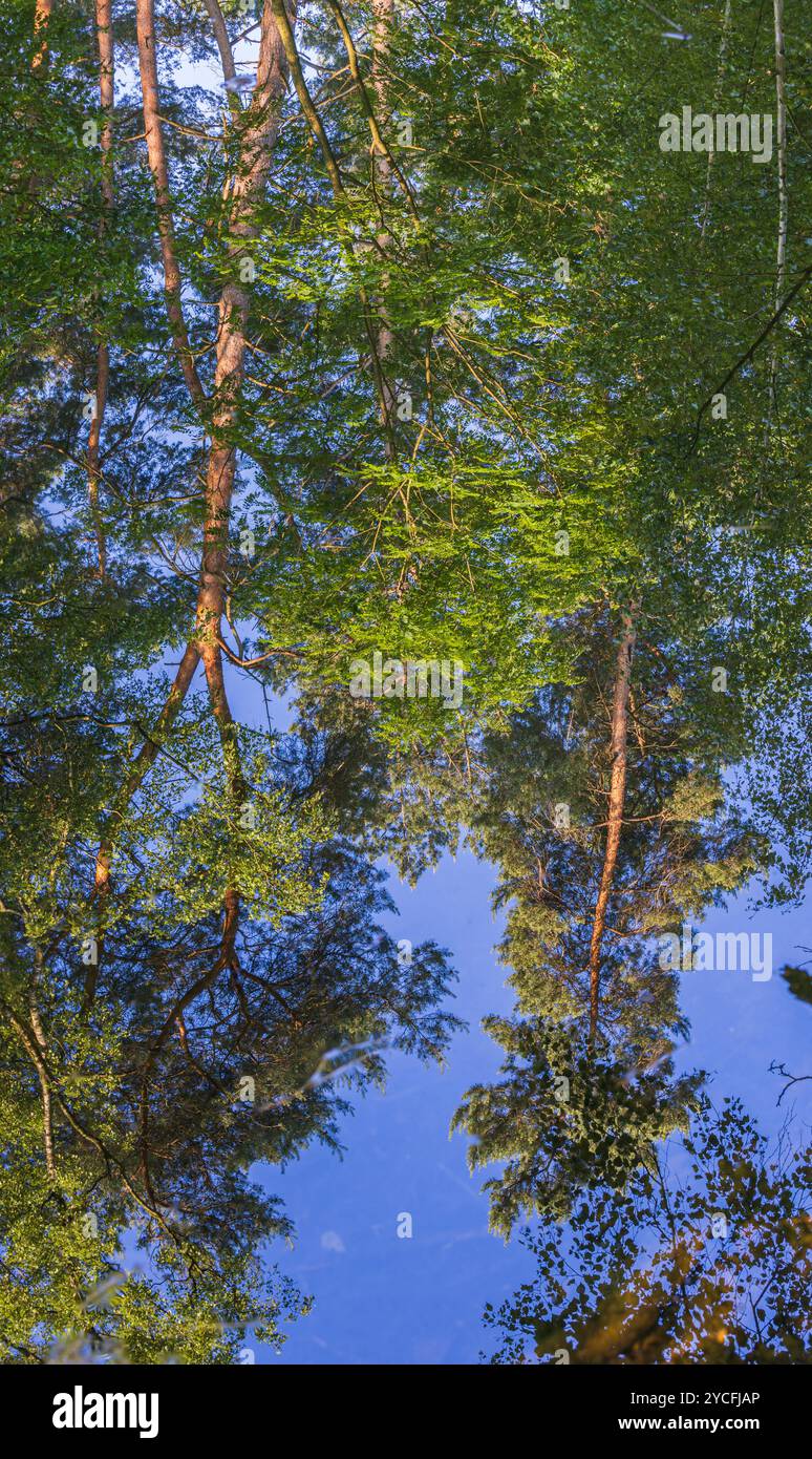 Trees are reflected on the surface of the water Stock Photo - Alamy