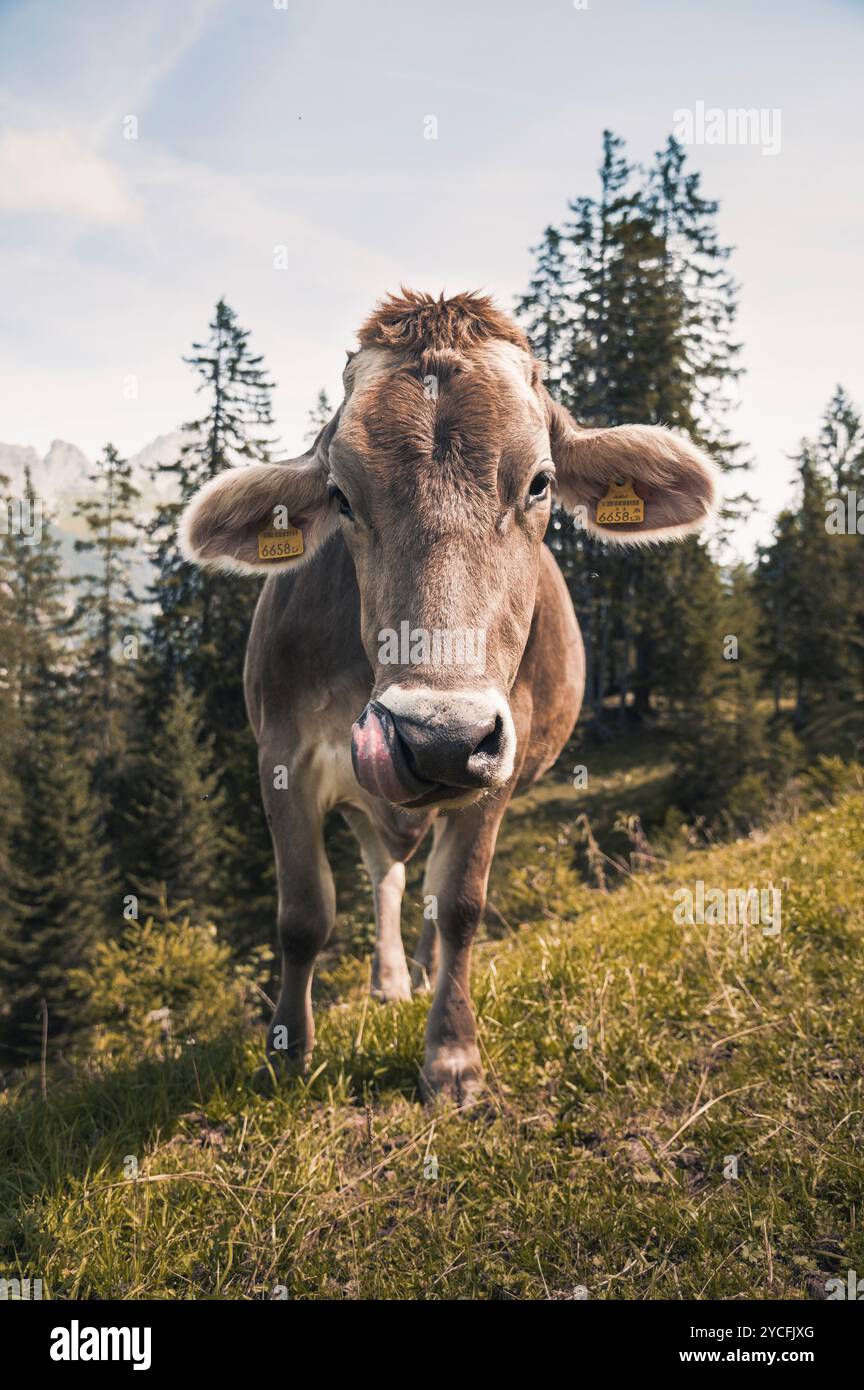 Allgäu cow (Braunvieh) with tongue sticking out on a slope in a mountain meadow Stock Photo