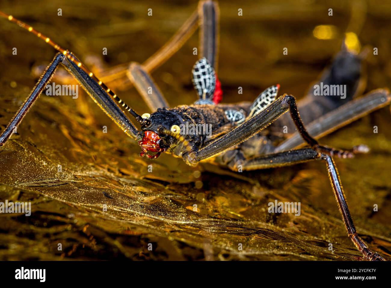 A black walking stick insect Stock Photo