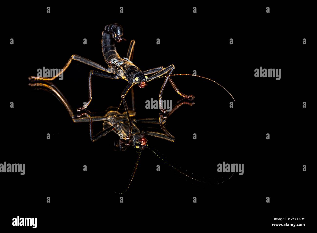 Astico Insect Camouflage insect walking stick hi-res stock photography and images - Alamy