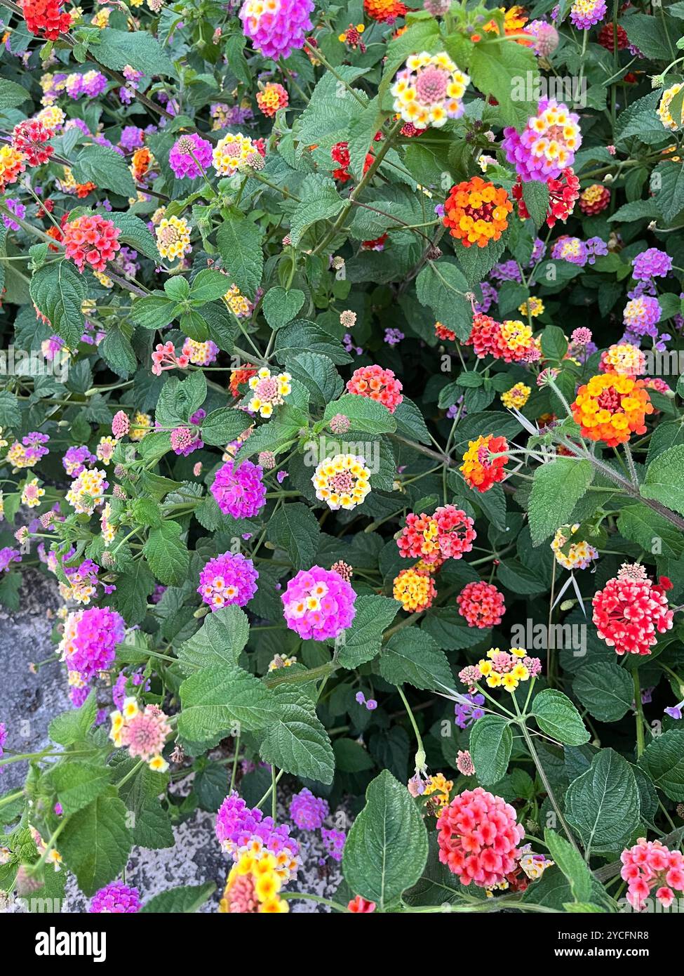 Fresh Blooms in Croatia - Smartphone Captured Stock Image