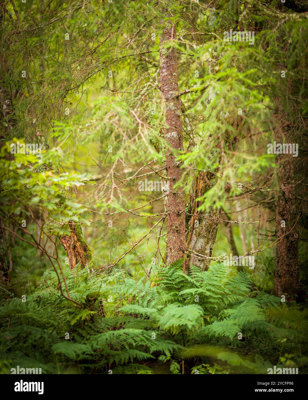 Fern forest hi-res stock photography and images - Alamy
