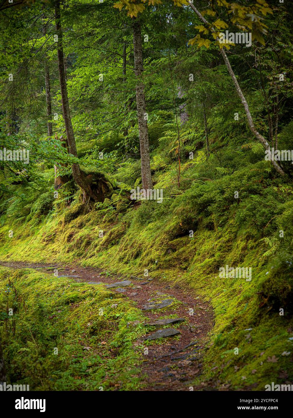 Hiking trail in the forest Stock Photo - Alamy