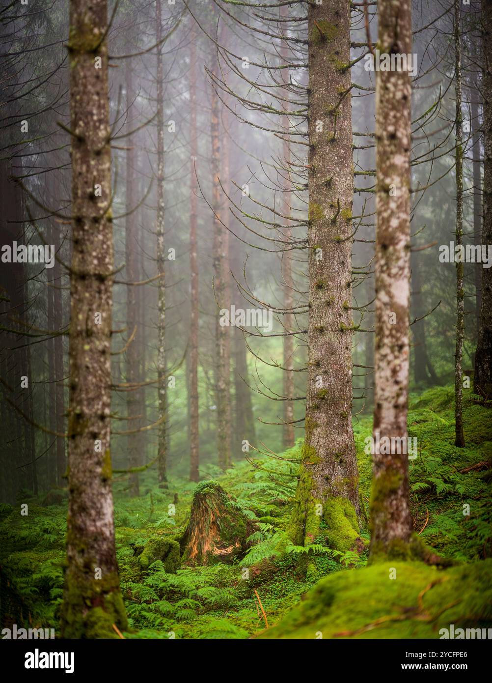 Moss forest hi-res stock photography and images - Alamy