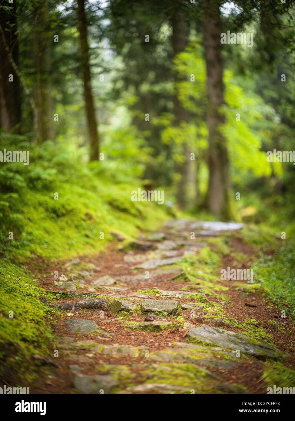 Forest hiking hi-res stock photography and images - Alamy