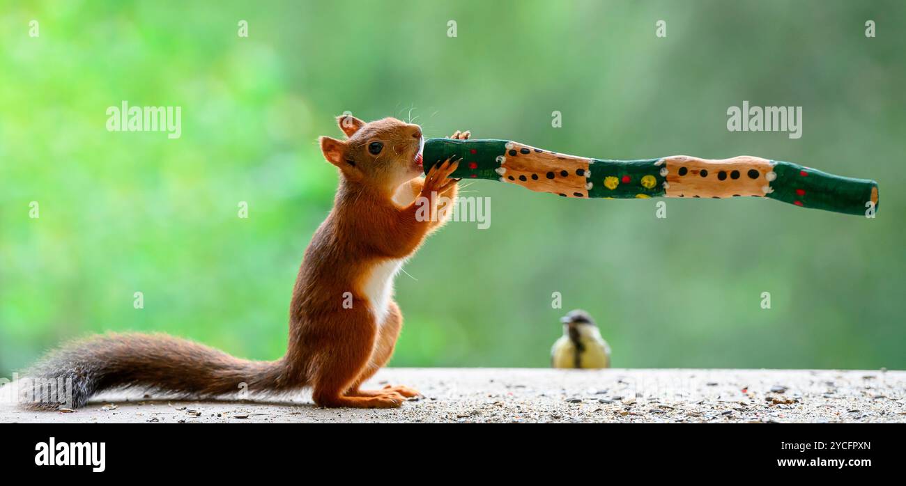 Red Squirrel is holding a didgeridoo Stock Photo