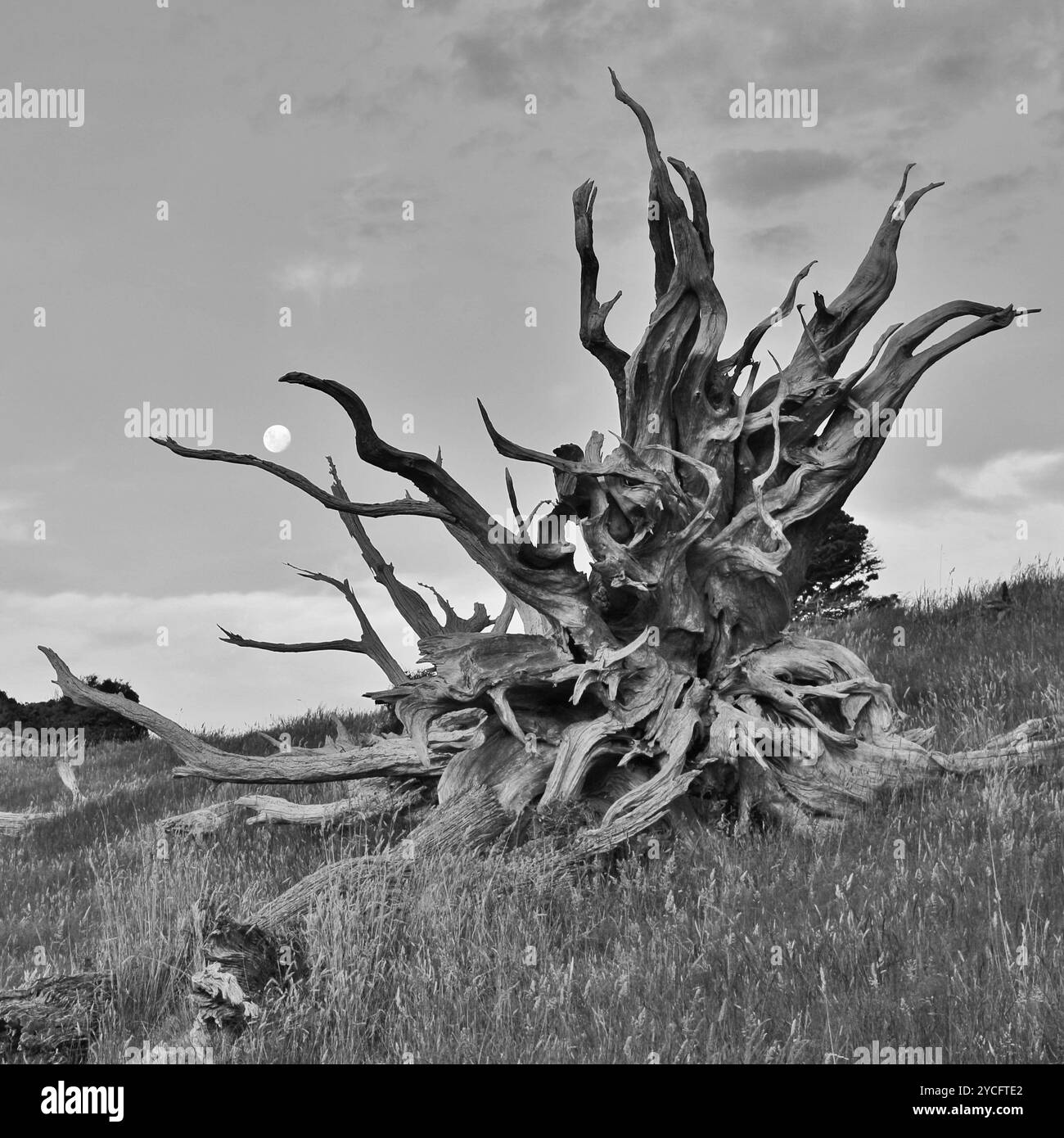 Tree Including Roots Nz Native Tourism in new zealand Black and White Stock Photos & Images - Alamy