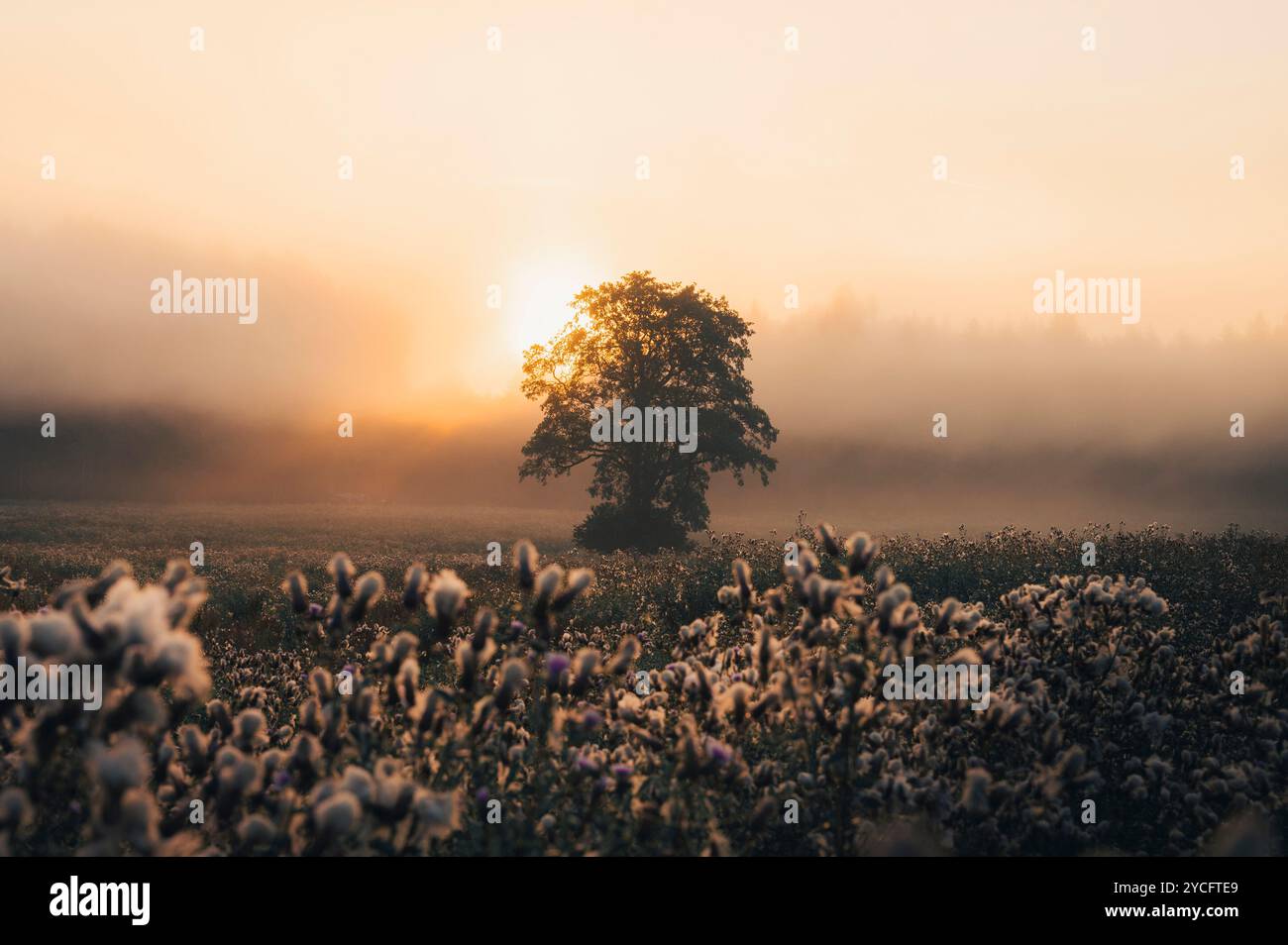 An old oak tree on a thistle meadow at sunrise with fog in a wonderful ...