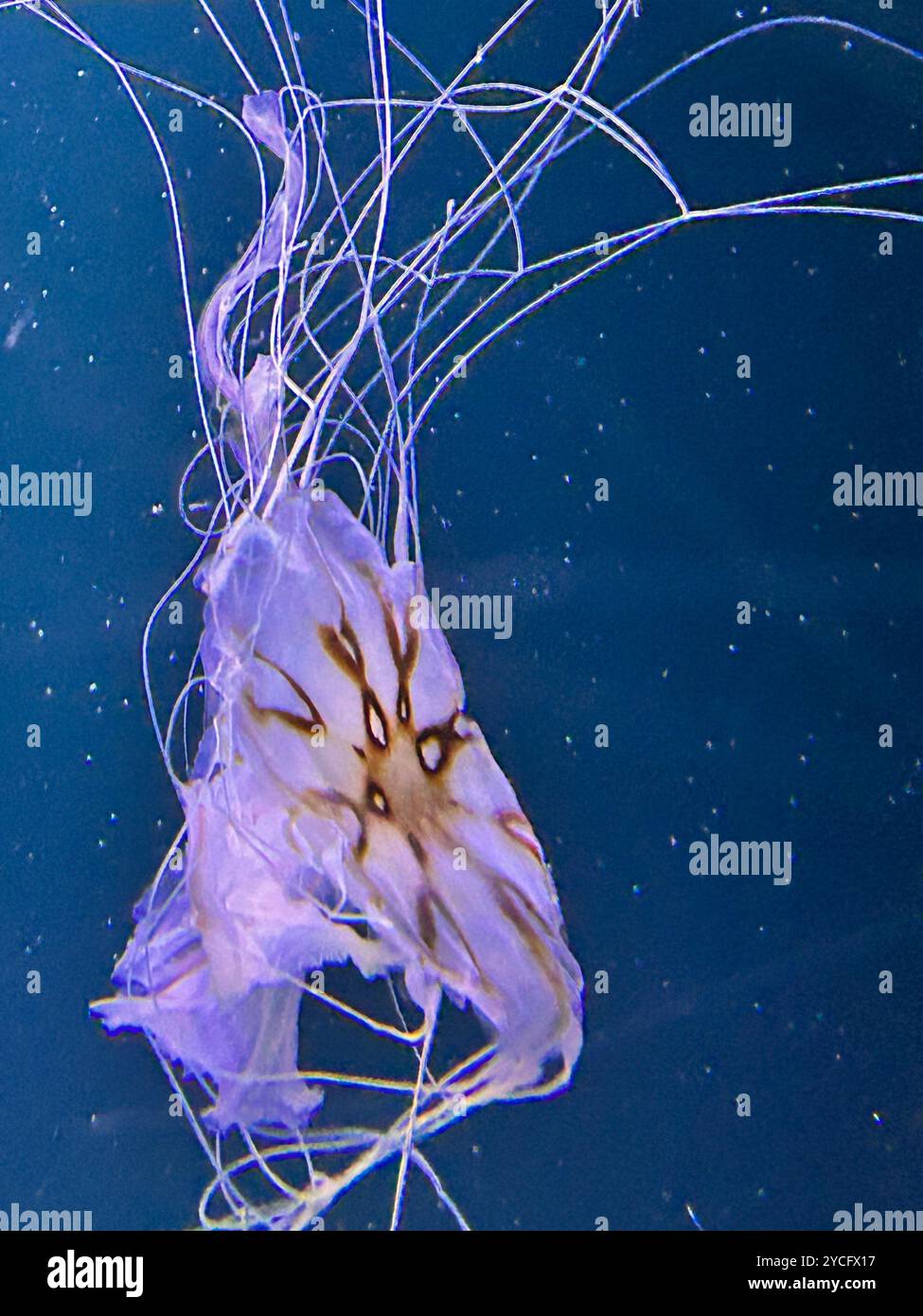 Image of a Jellyfish - Smartphone Captured Stock Image
