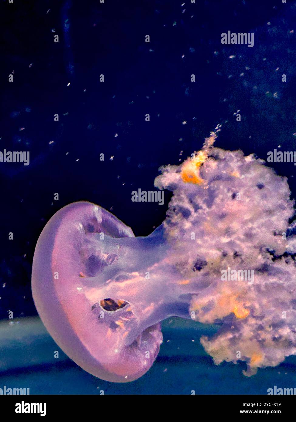 Jellyfish in aquarium - Smartphone Captured Stock Image