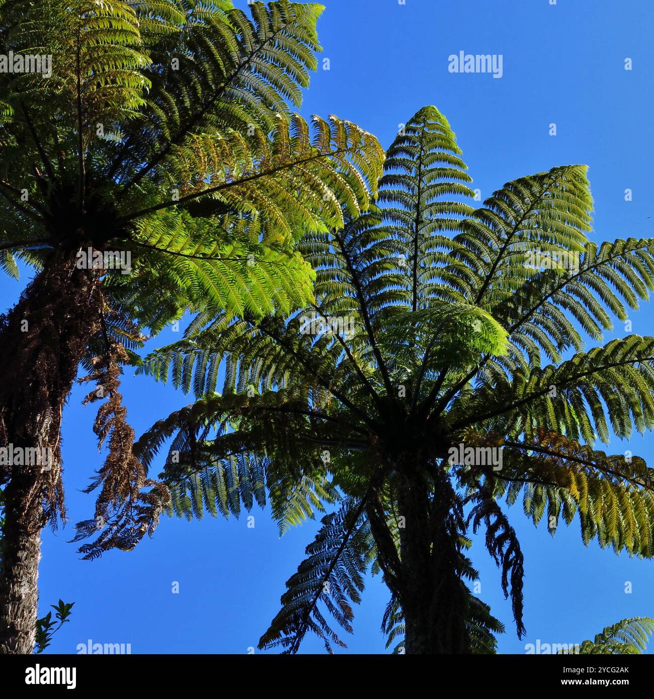 Typical nature in new zealand hi-res stock photography and images - Alamy