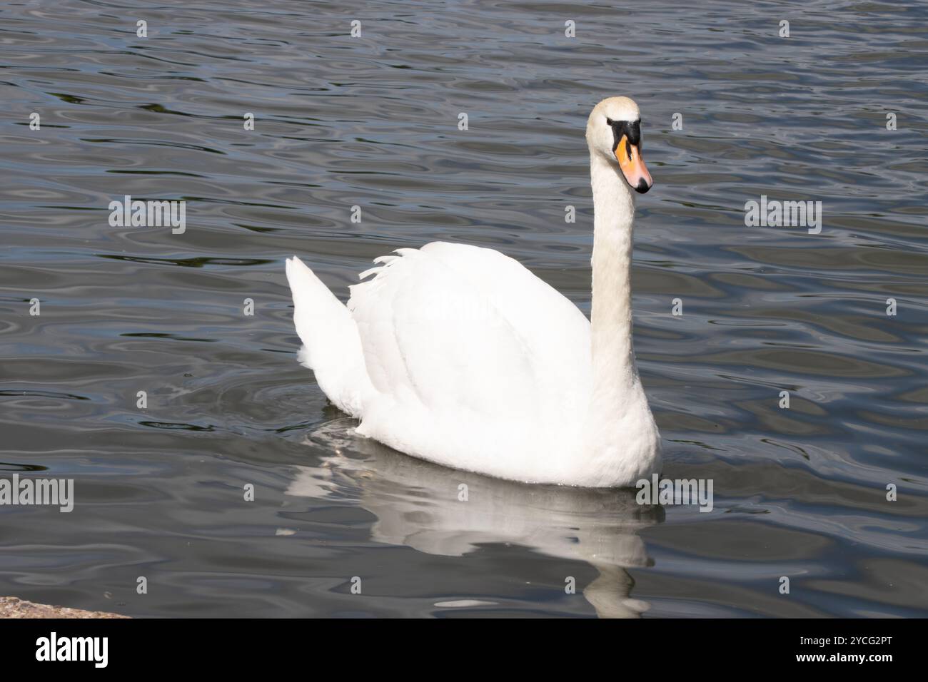 Swam Photo Example Photo of a beautiful photo of a white swam in a lake Stock Photo - Alamy