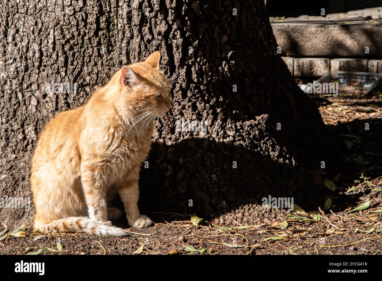 Cute ginger cat sitting on the ground in the garden under a tree Stock ...