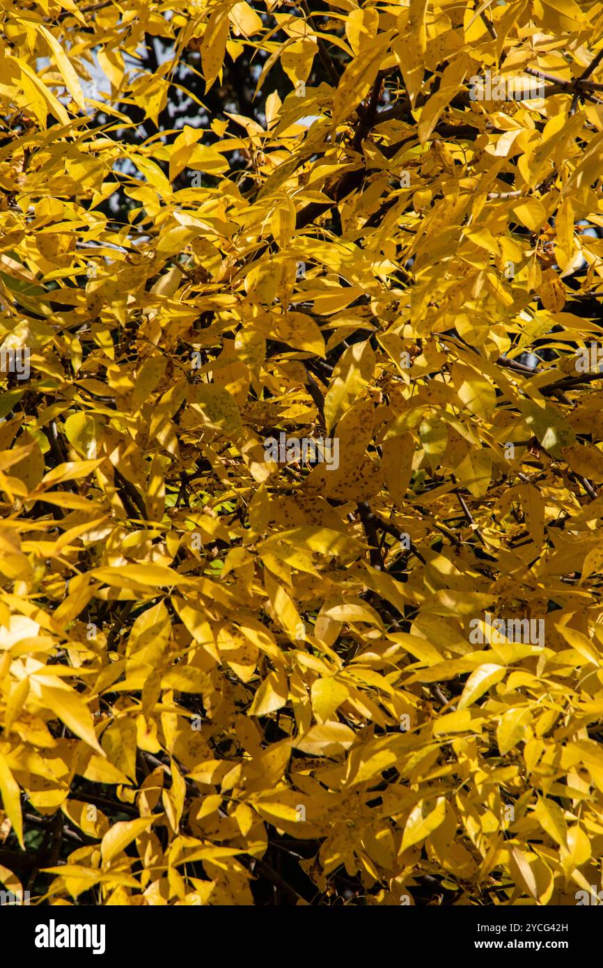 Yellow leaves on the branches of a tree in autumn closeup as natural ...