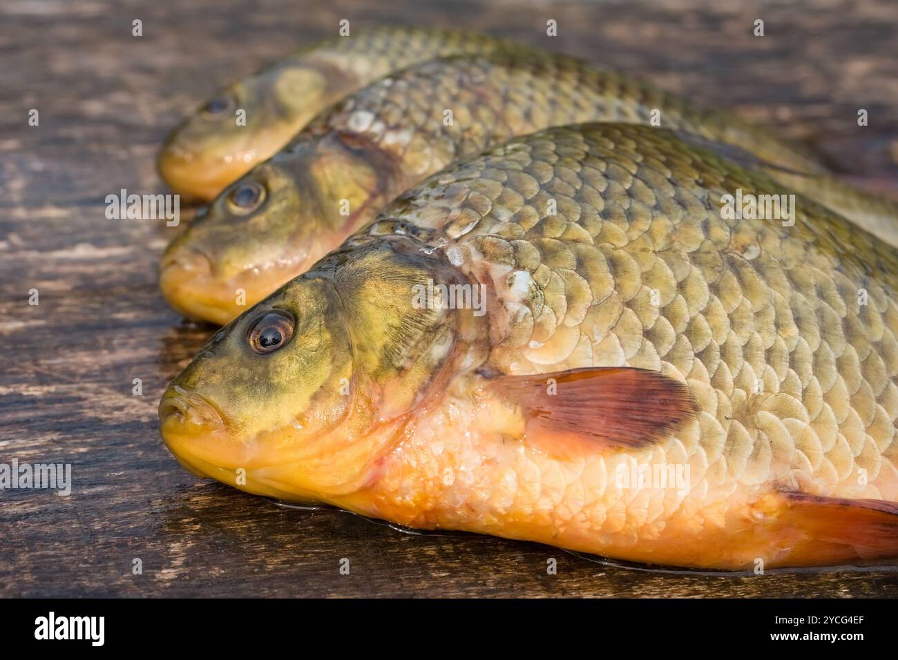 Freshwater fish. Carp Stock Photo