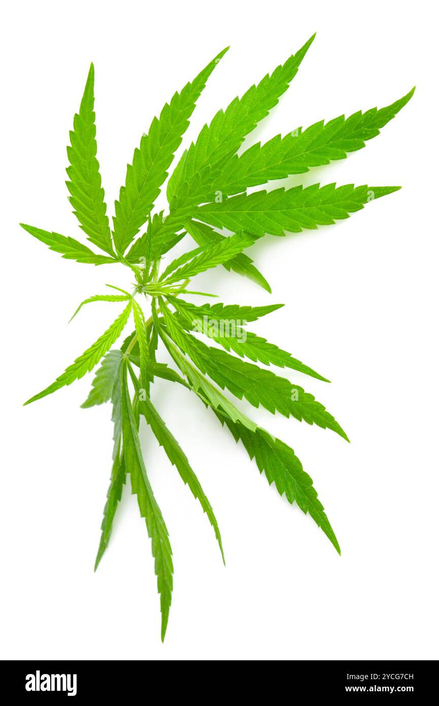 Cannabis sativa Stock Photo