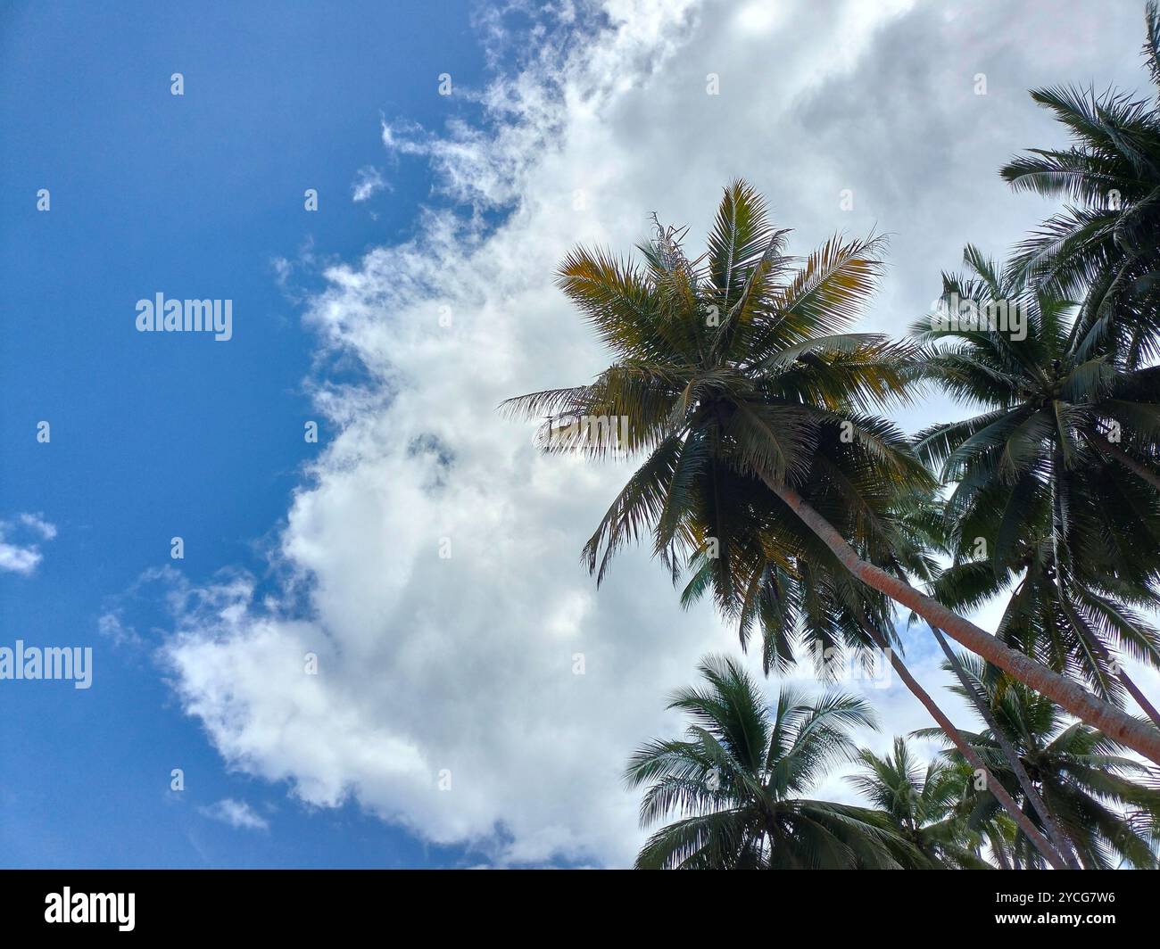 Towering coconut trees against a clear blue sky on the beach, capturing the tropical beauty and serene coastal atmosphere. - Smartphone Captured Stock Image
