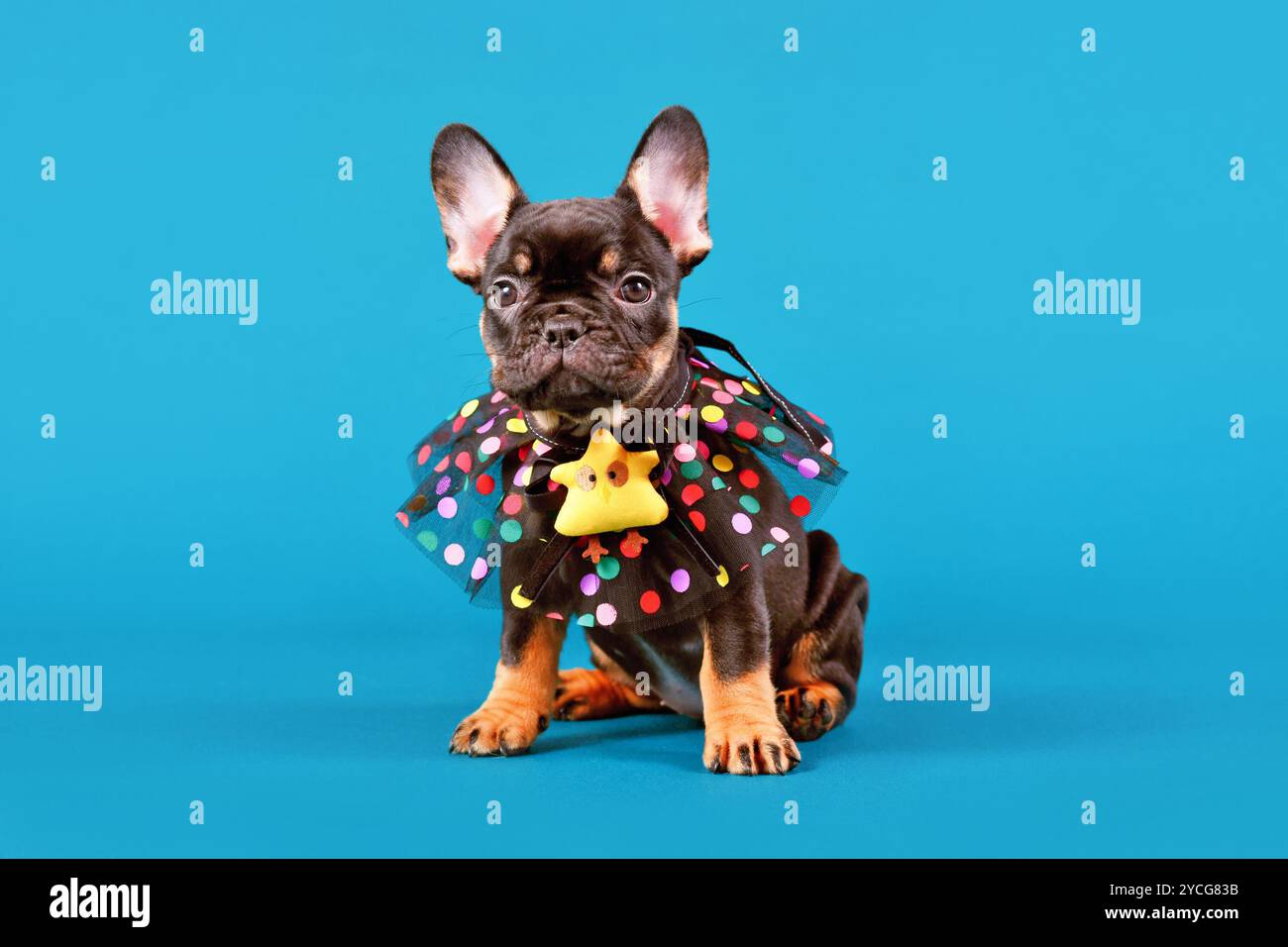 Cure orange tan French Bulldog dog puppy with funny collar with dots in front of blue studio background Stock Photo