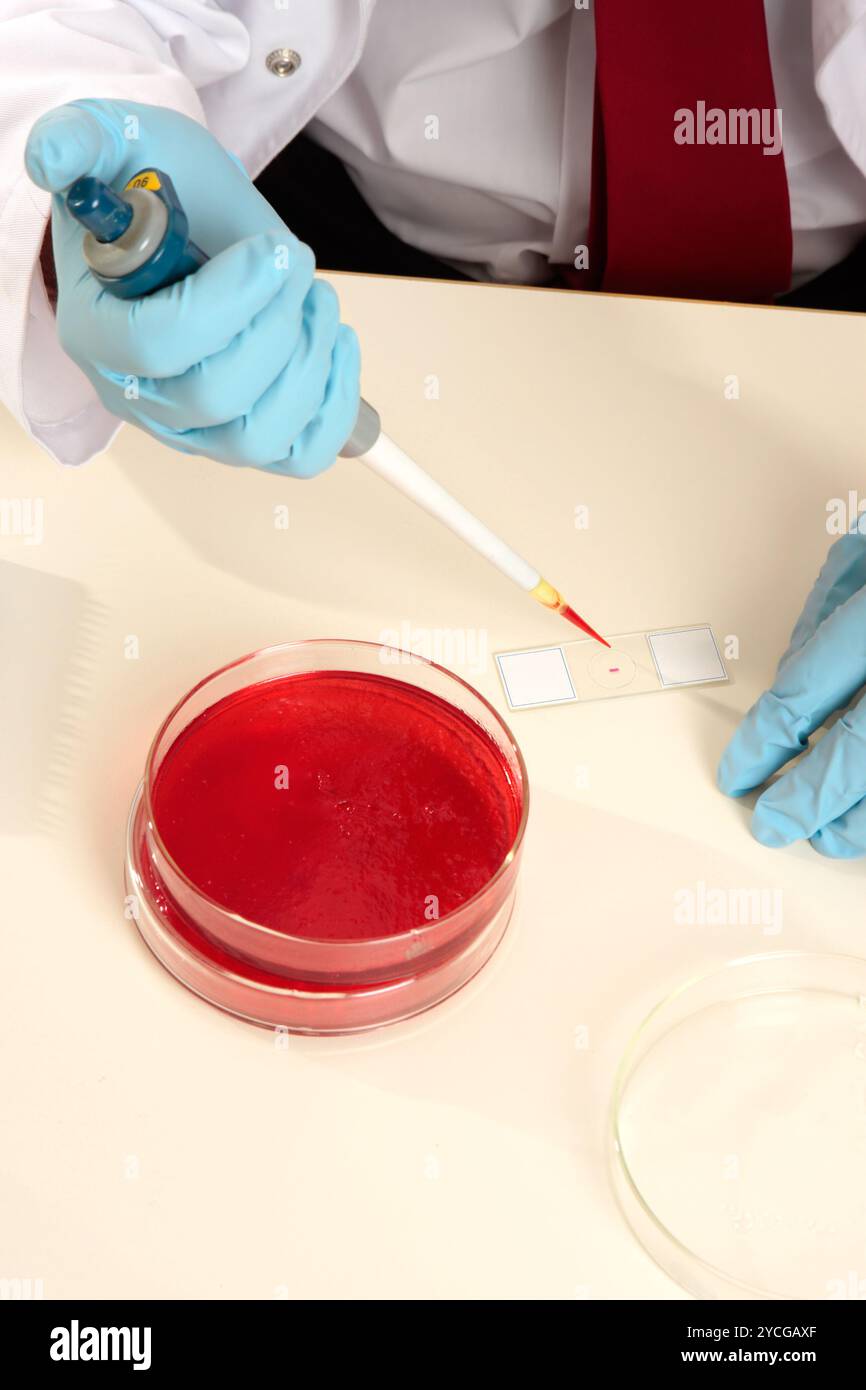 Scientist preparing a slide Stock Photo