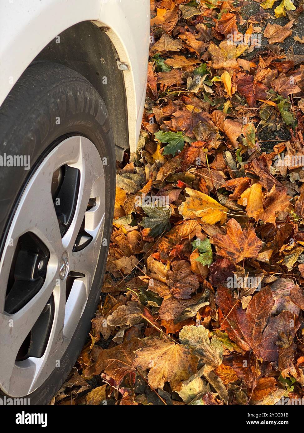 After an autumn storm the driveway is covered in fallen leaves - Smartphone Captured Stock Image