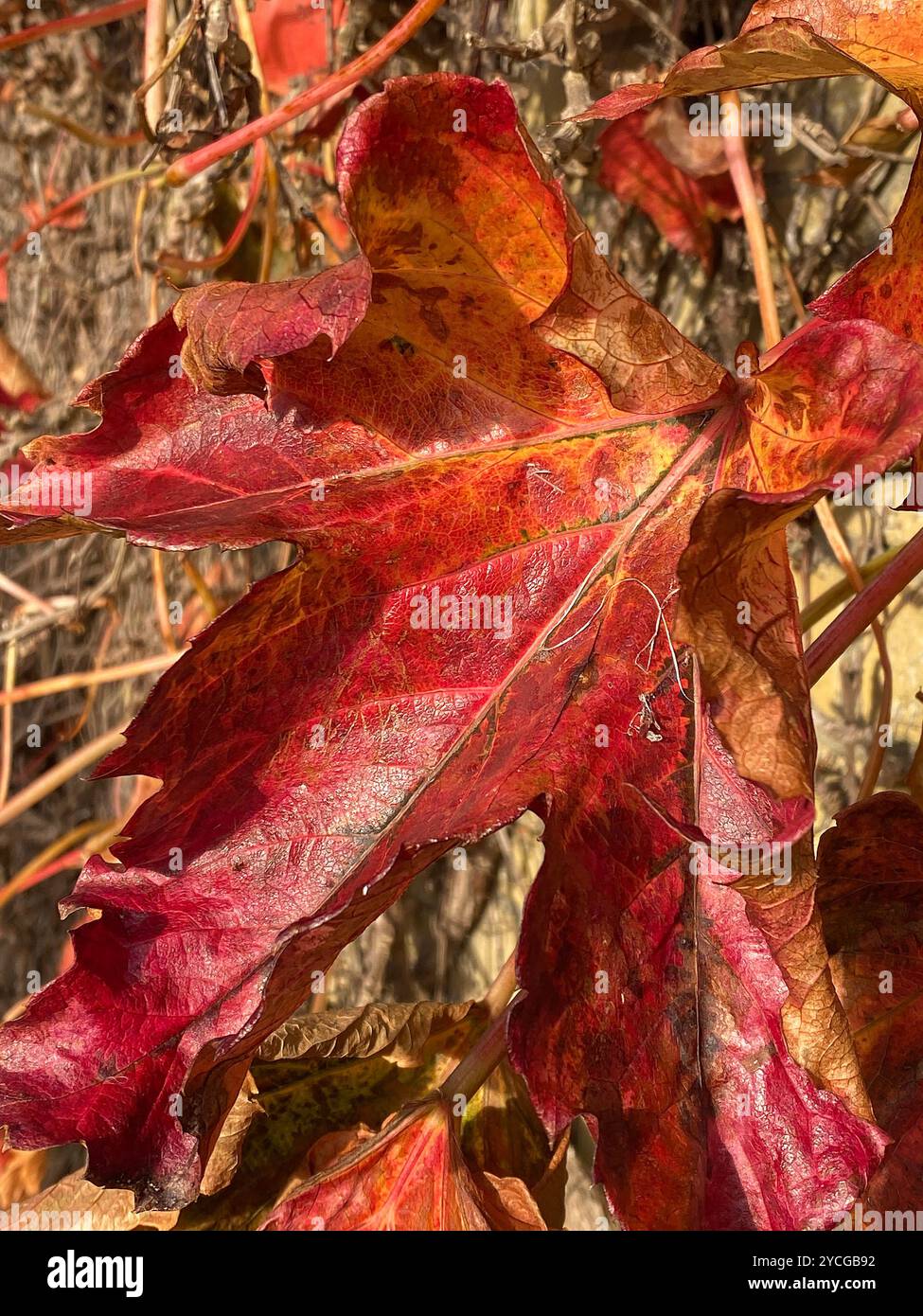 The rich red of a withered Virginia creeper leaf in autumn/fall - Smartphone Captured Stock Image