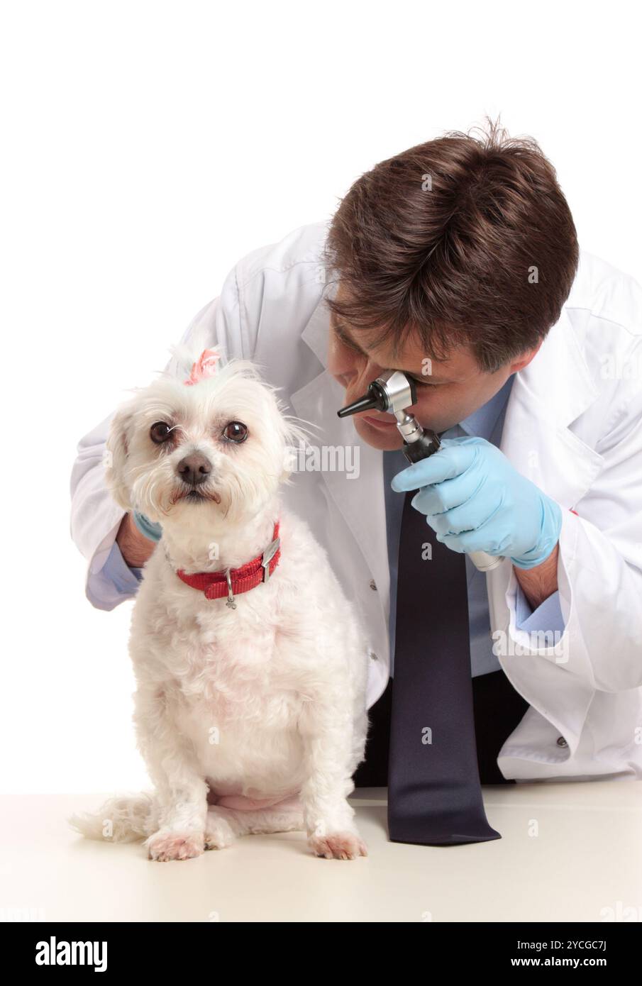 Vet inspecting dogs ears Stock Photo - Alamy