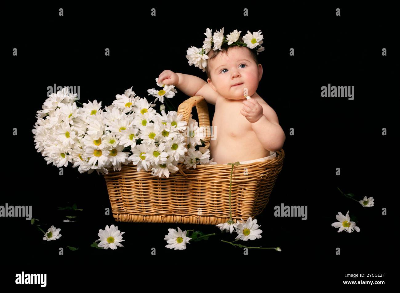 He loves me.... he loves me not...he loves me....hmmm, maybe I'll just eat the petals   Baby sitting in a basket of daisies Stock Photo