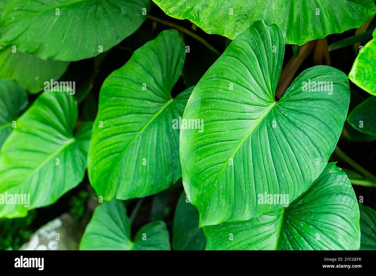 Leaves exhibit prominent veins hi-res stock photography and images - Alamy