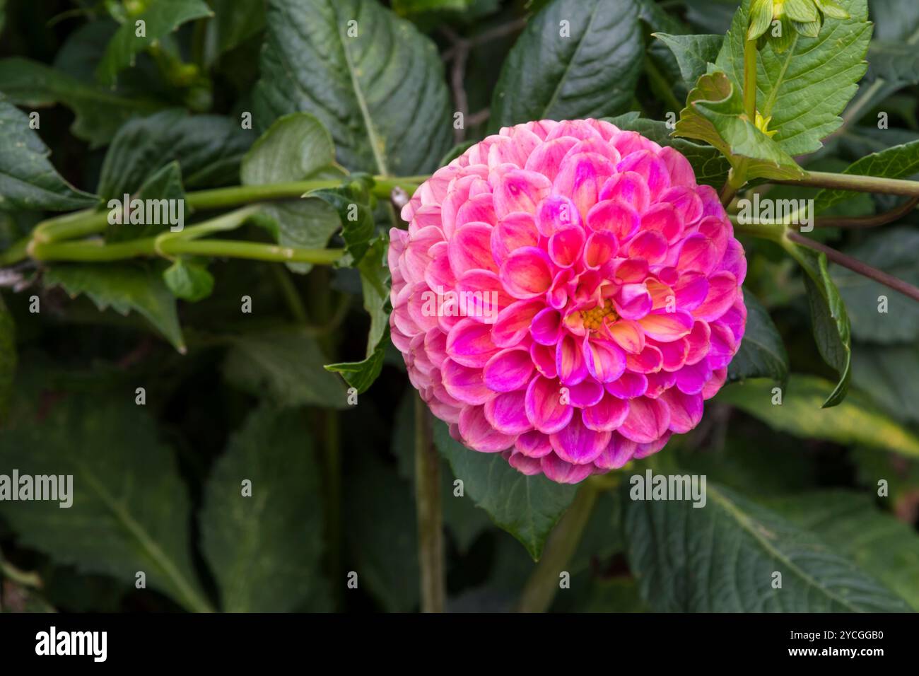Dahlia ‘Caitlin’s Joy’. Stock Photo