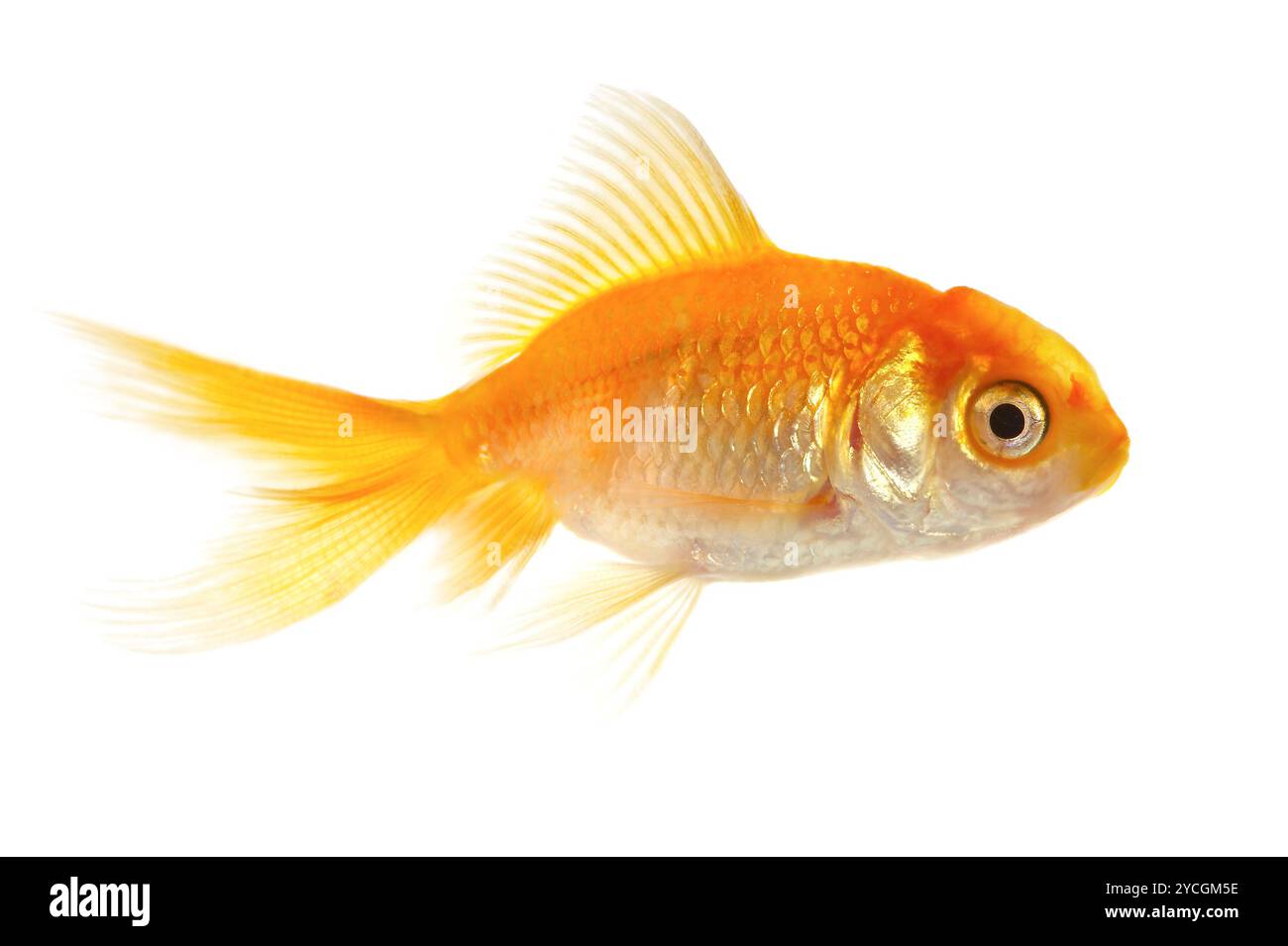 Small sea life Cut Out Stock Images Pictures Alamy