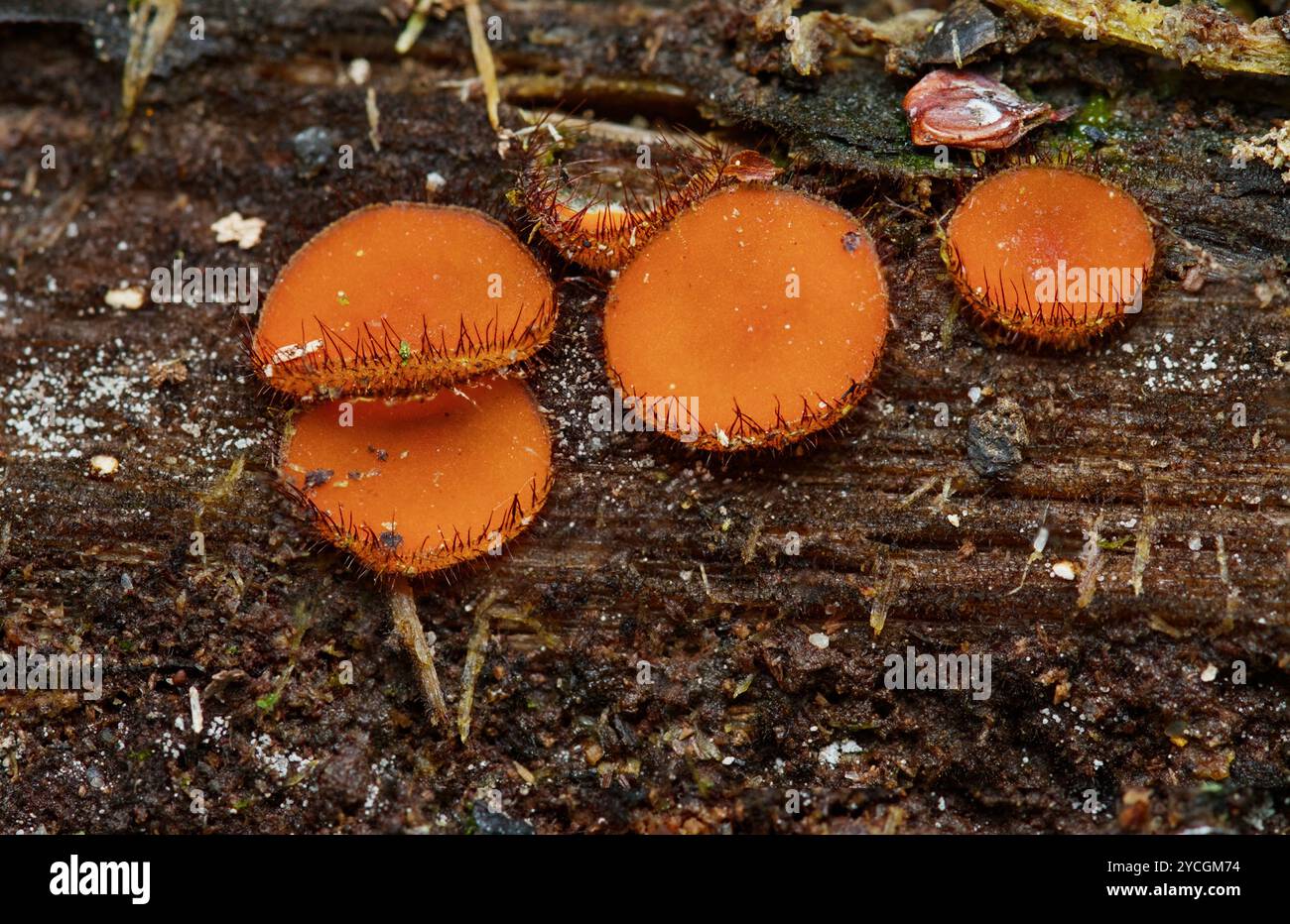 Close Up Of The Common Eyelash Fungus, poss. Scutellinia scutellata, Growing In The New Forest UK Stock Photo
