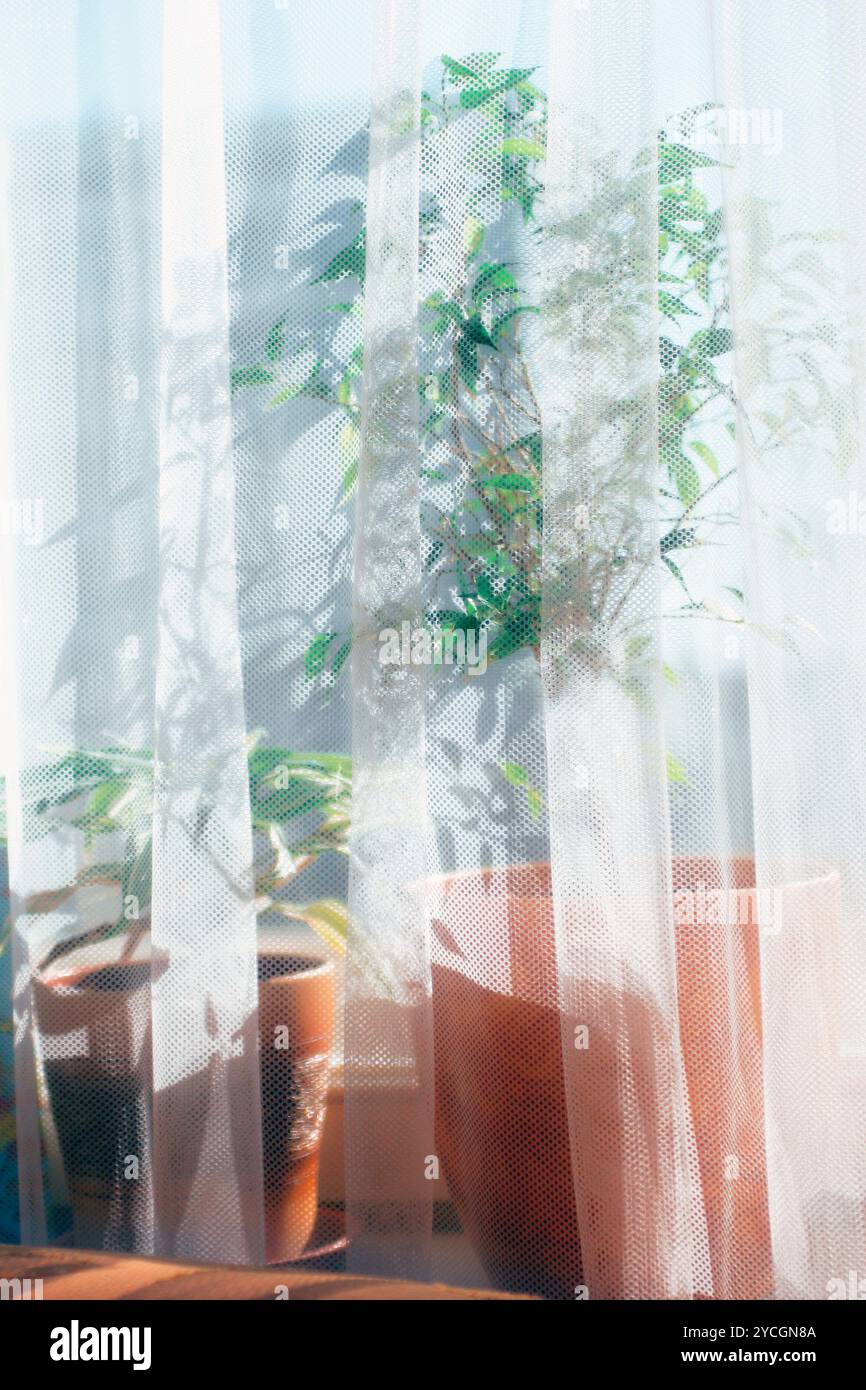 Flower on a window sill Stock Photo - Alamy