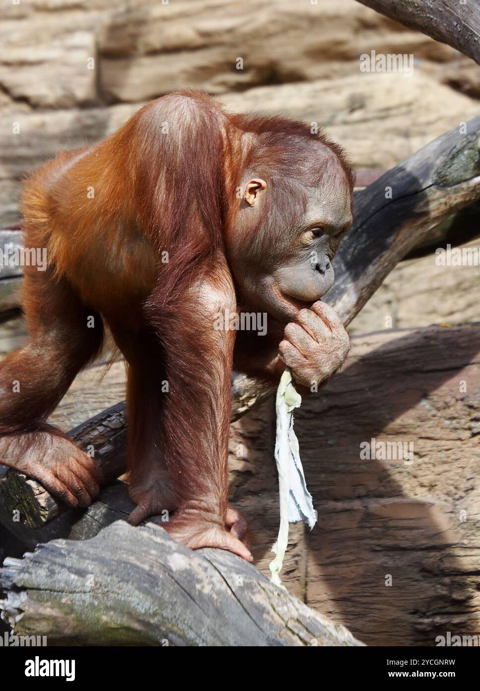 Monkey mimic hi-res stock photography and images - Alamy