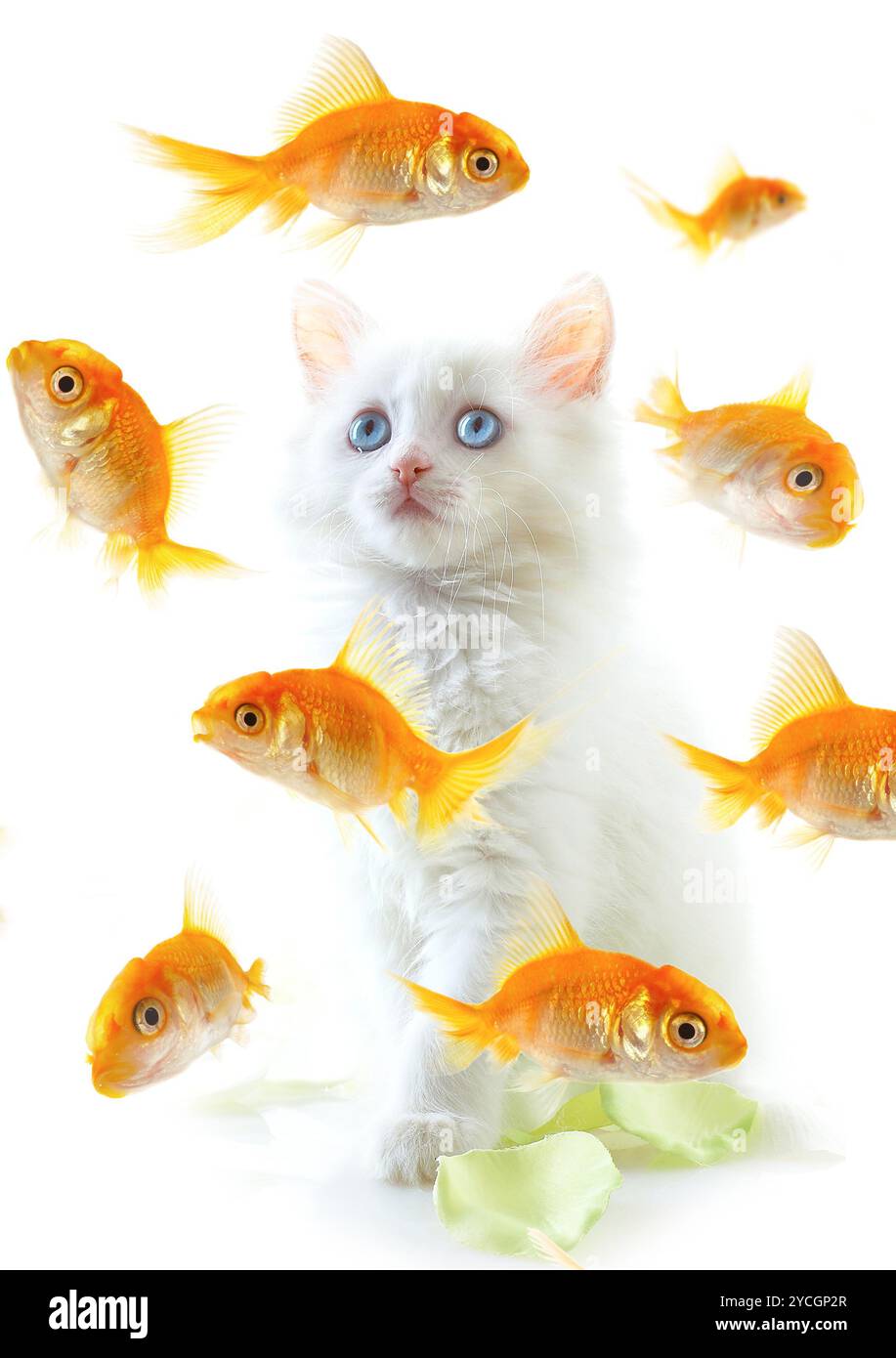 Fish staring Cut Out Stock Images & Pictures - Alamy