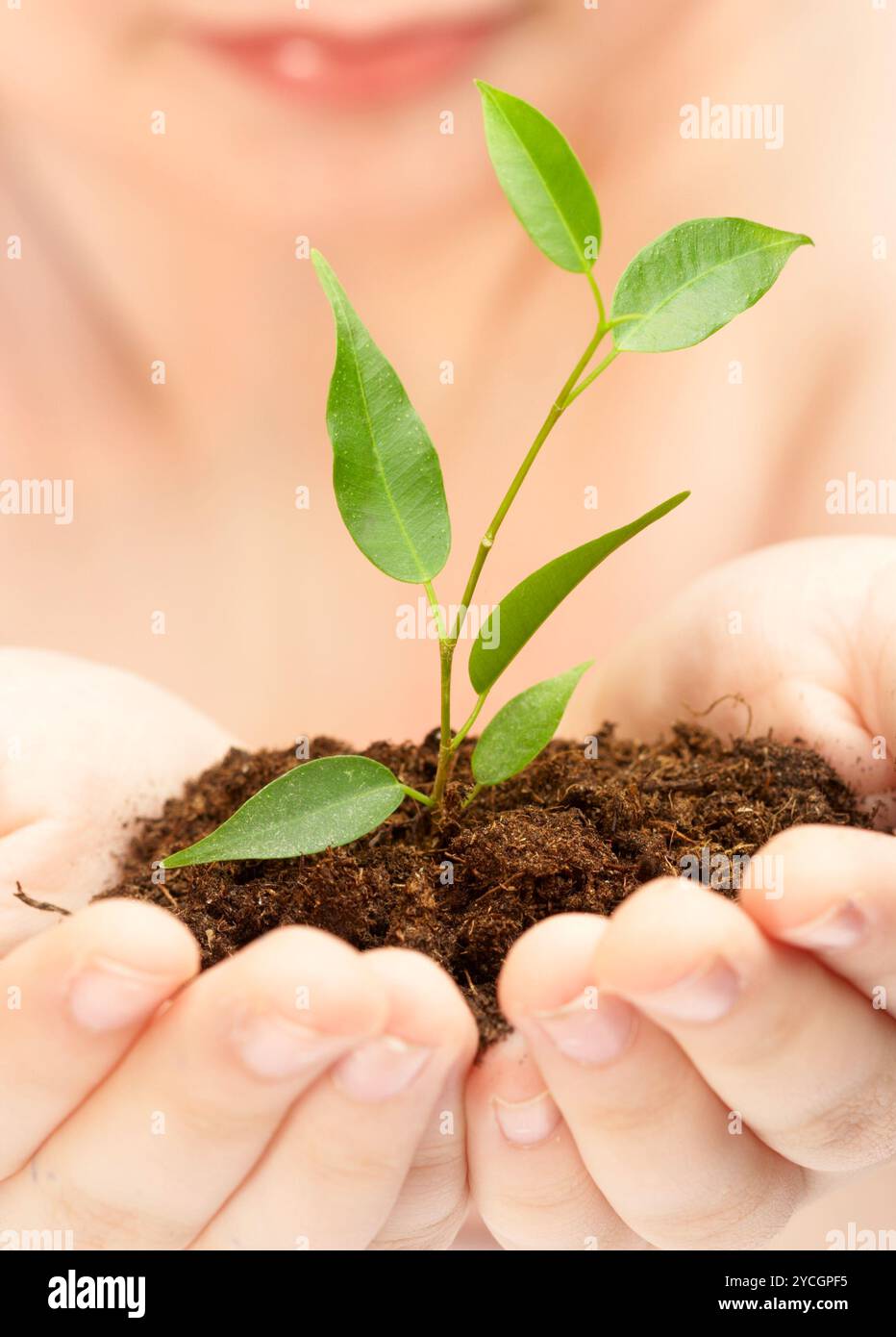 Young plant in hands of the person Stock Photo