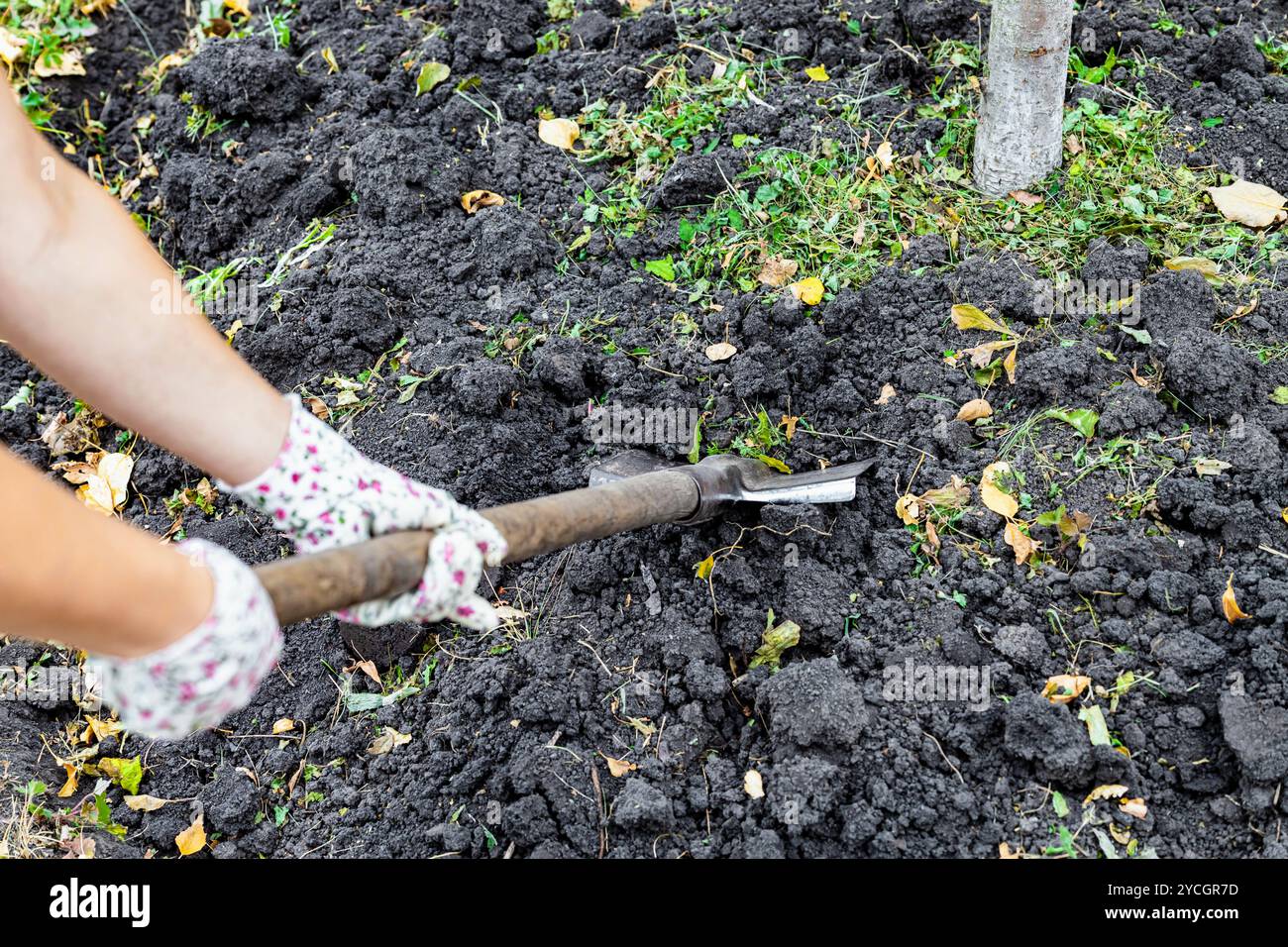 a man digs soil in a garden with a shovel, first person view.  Stock Photo