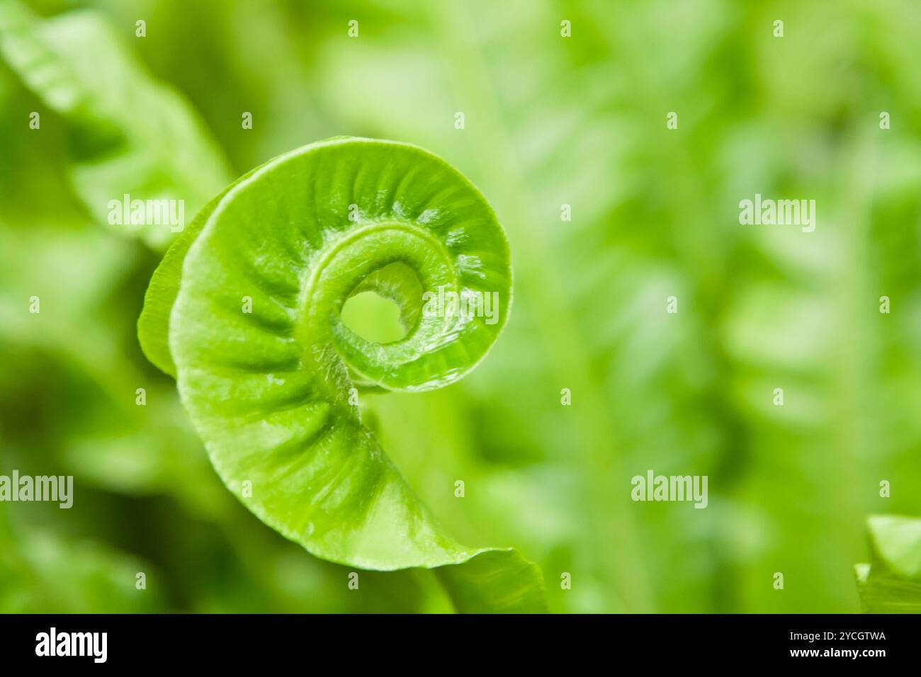 Ornamental tendril hi-res stock photography and images - Alamy