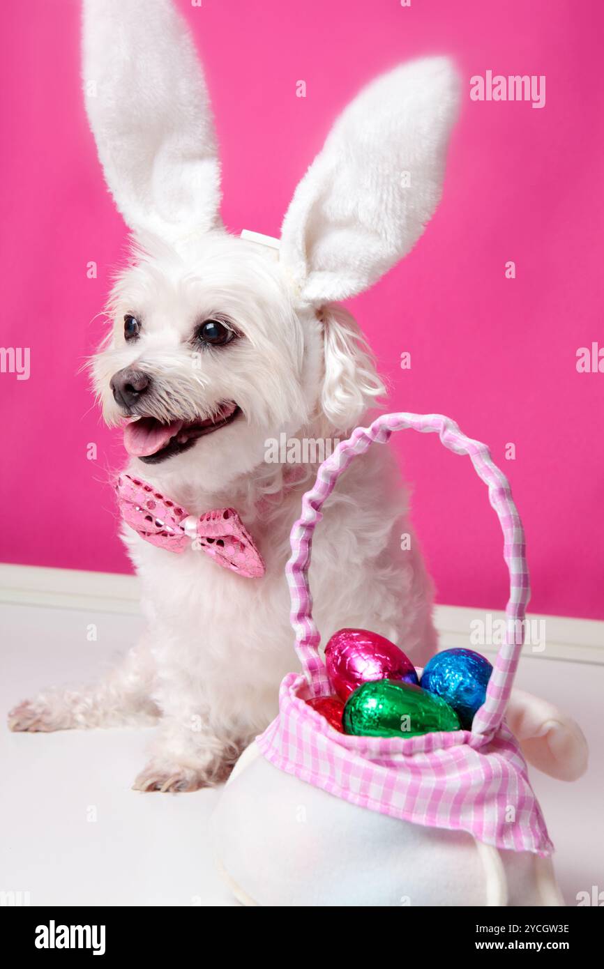 Happy dog at easter Stock Photo