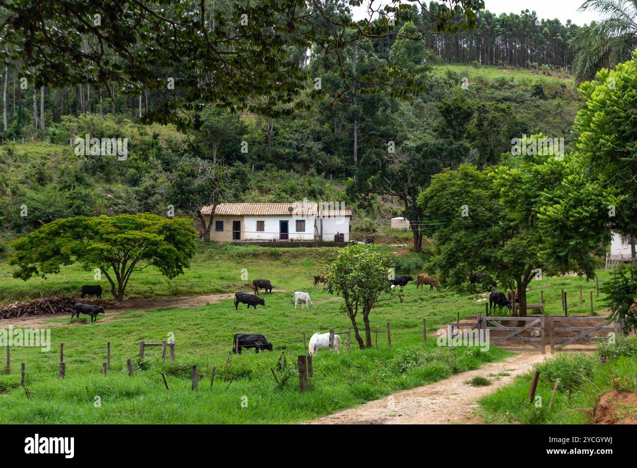 Cattle on a farm in brazil hi-res stock photography and images - Alamy