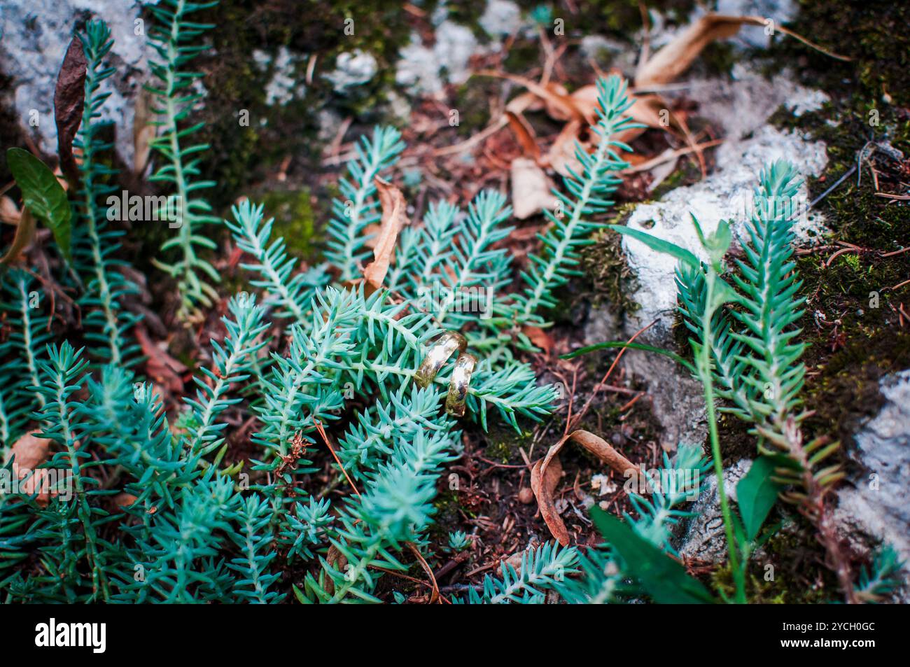 Ferns intricate patterns hi-res stock photography and images - Alamy