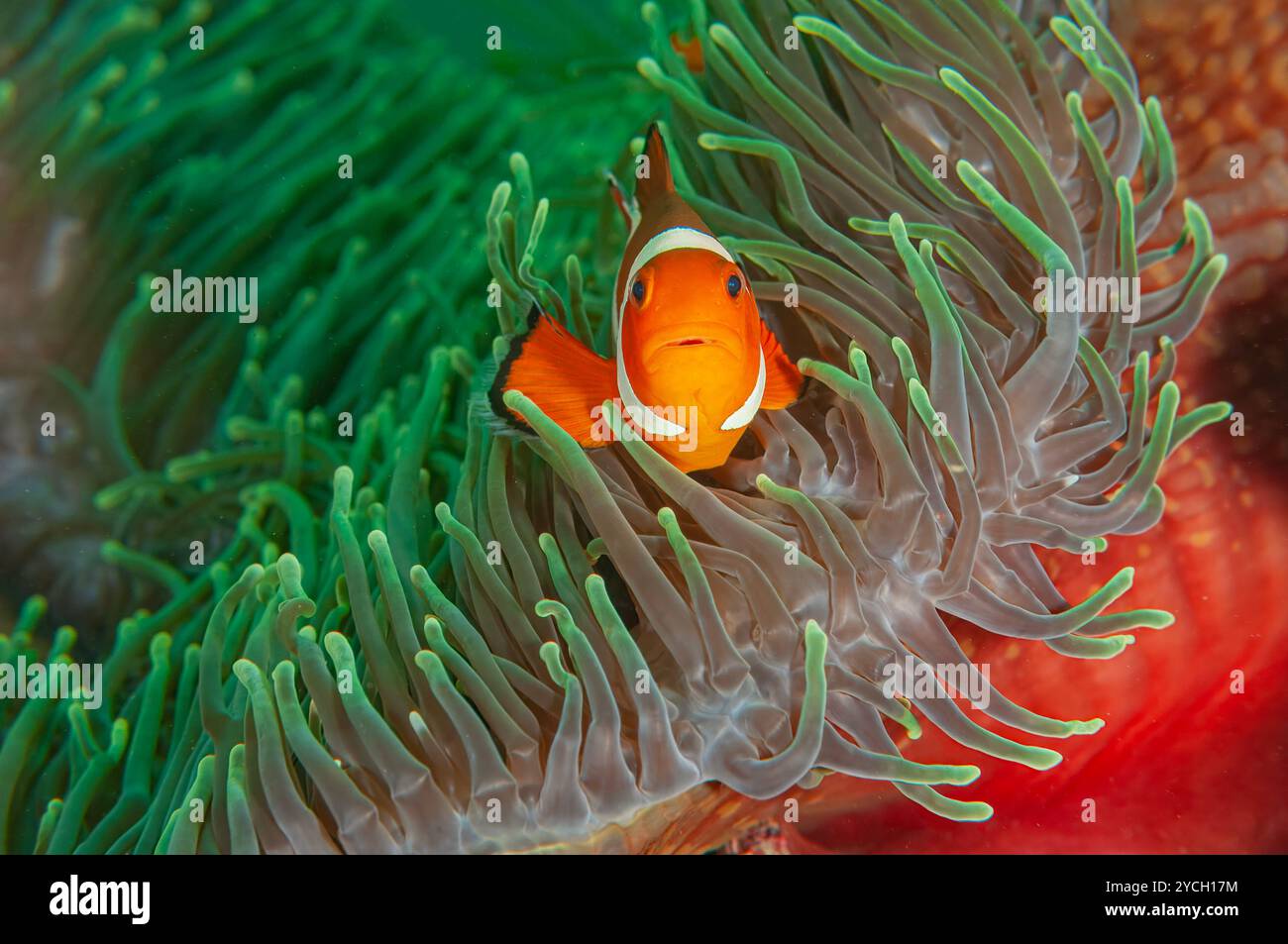 Portrait of a Western clown anemone fish looking out from a beautiful red and green anemone Stock Photo