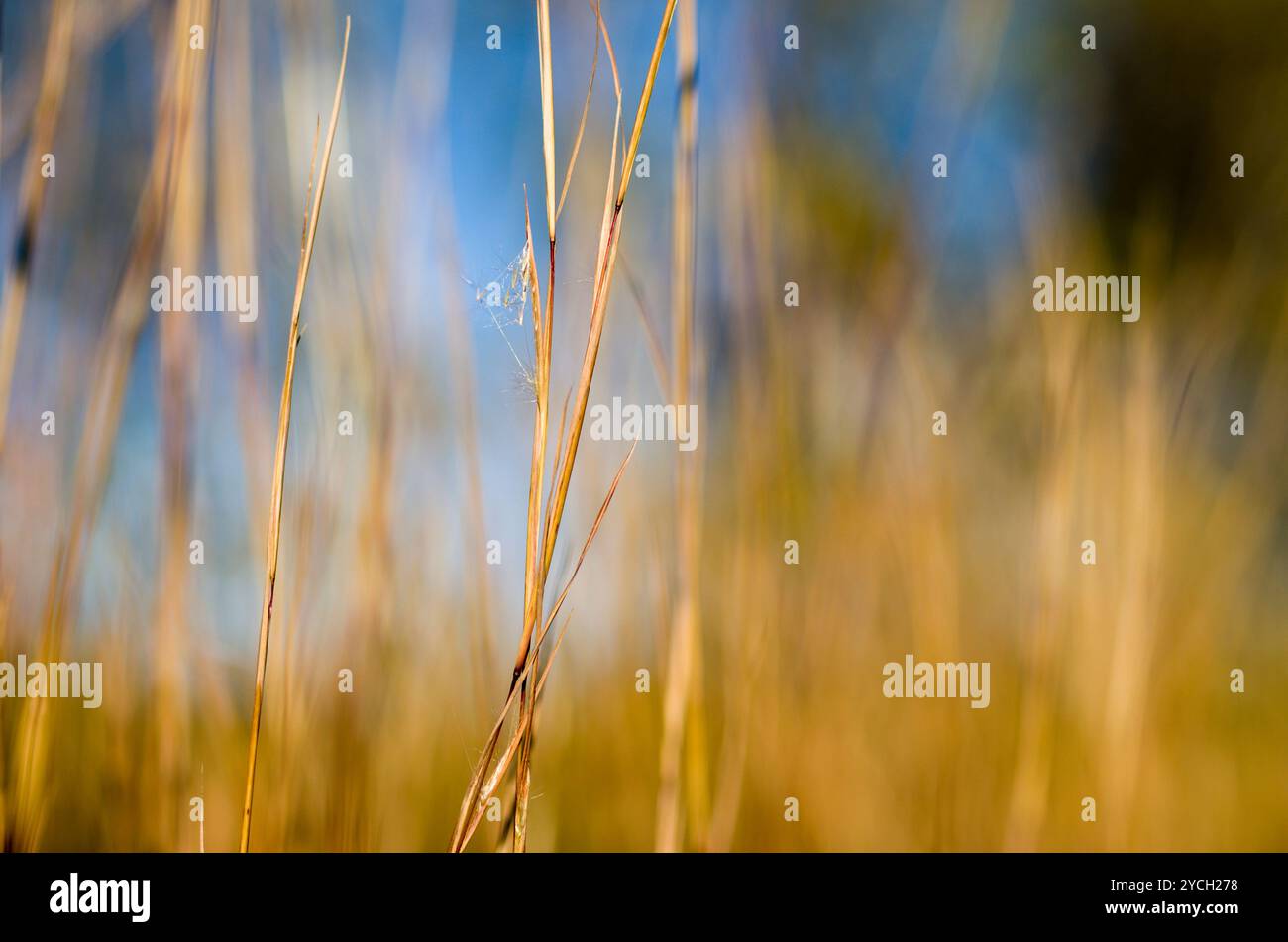 Native american art northeast hi-res stock photography and images - Alamy