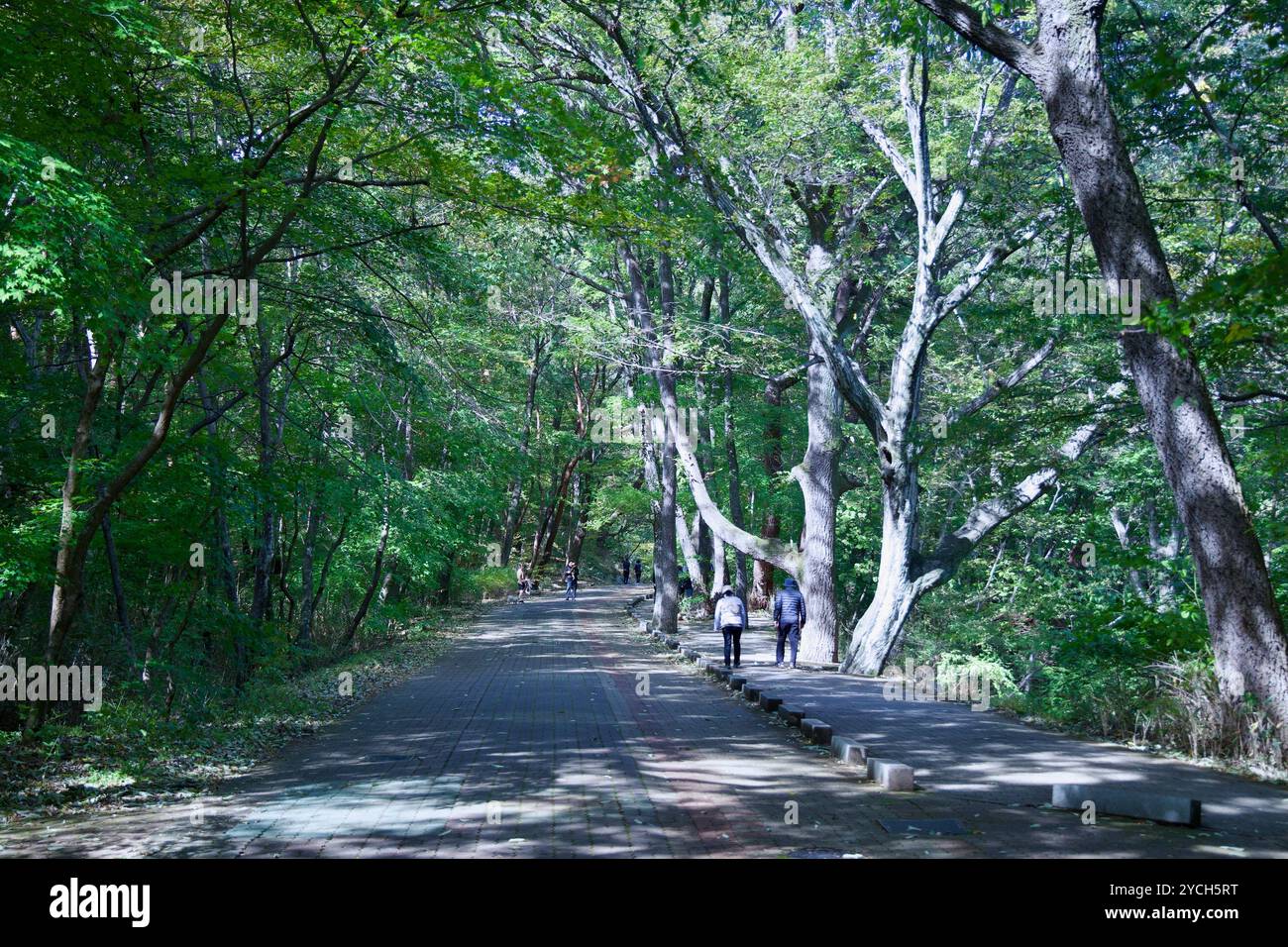 Serene forest pathway through hi-res stock photography and images - Alamy