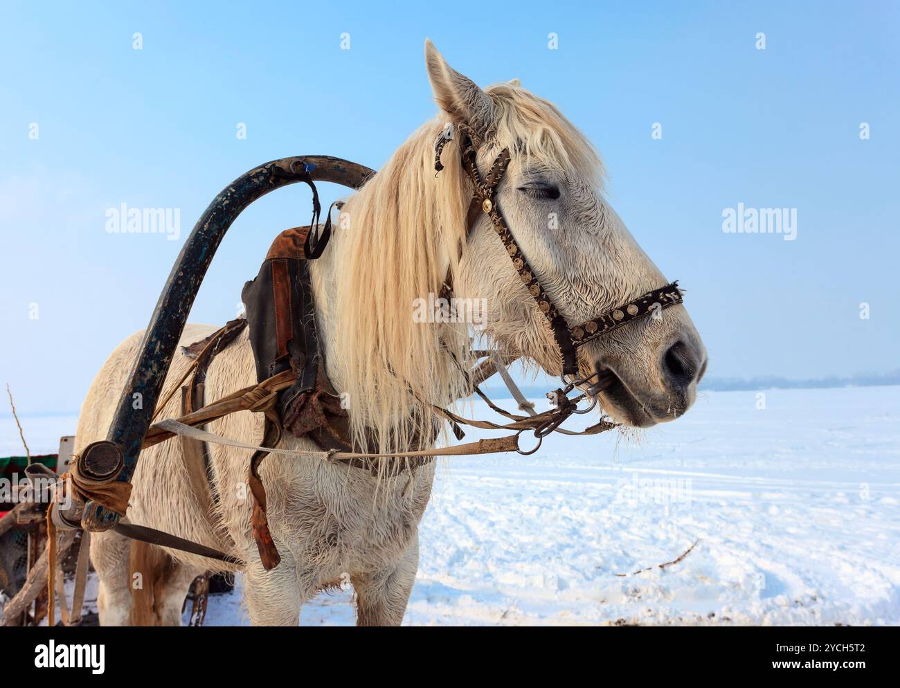 Animals in harness hi-res stock photography and images - Alamy