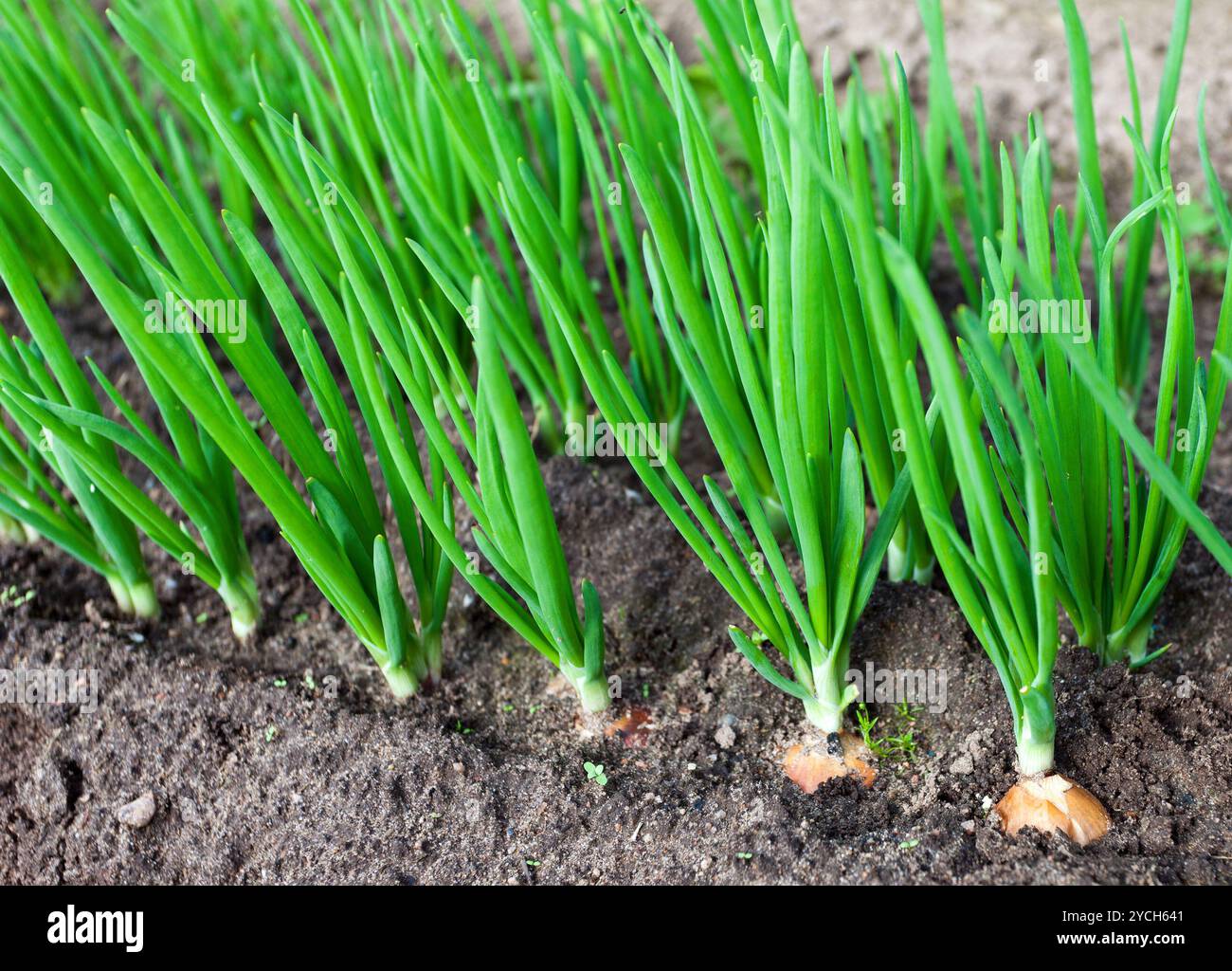 Onion plantation in the vegetable garden Stock Photo - Alamy