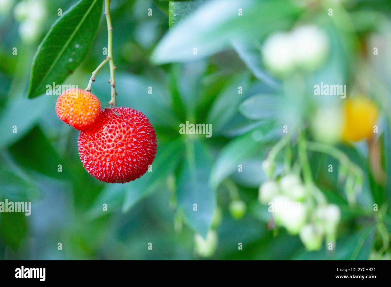 An evergreen strawberry tree, growing in a garden in London, with this ...