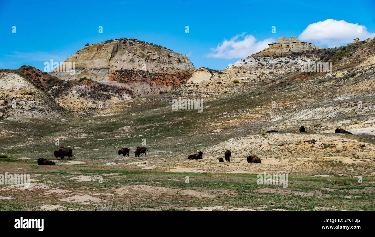 Bison Grazing in Theodore Roosevelt National Park in North Dakota Stock Photo